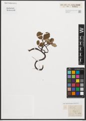 Foto von Salix reticulata L.